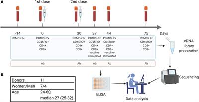 Inactivated tick-borne encephalitis vaccine elicits several overlapping waves of T cell response